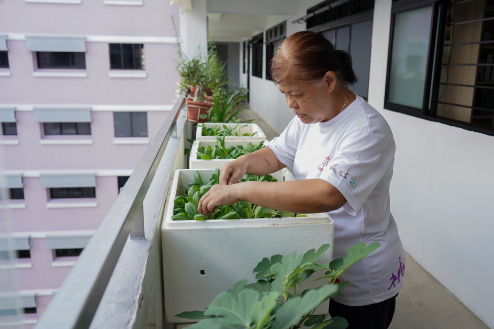 Urban farming was also picked up by Ms Ng as a hobby due to her exposure to farming as a child growing up in a kampong. (Photo by Chan May Ching)